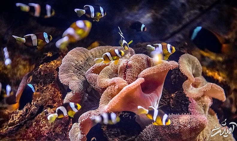 (تصاویر) آکواریوم انزلی